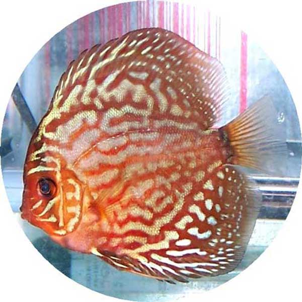 Red Royal Blue Discus Fish - 2 inch Red Royal Blue Discus Fish - 2 inch